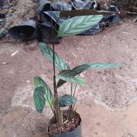 Gambar tanaman hias calatea sentosa tinggi 50 cm dari dastin taman hias undefined 2 Tokopedia