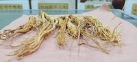 Gambar Ginseng Cina - 1 nio / 37gr dari TO Riang Ria undefined 1 Tokopedia