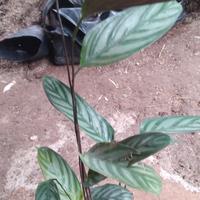 Gambar tanaman hias calatea sentosa tinggi 50 cm dari dastin taman hias undefined 1 Tokopedia