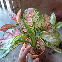 Gambar tanaman hias bunga aglonema tree colour dari Azalea Garden Metro Lampung undefined 1 Tokopedia