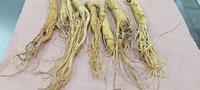 Gambar Ginseng Cina - 1 nio / 37gr dari TO Riang Ria undefined 2 Tokopedia