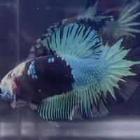 Gambar Ikan Cupang Avatar Gordon Bahanan dari TB.Baringin Rantauprapat undefined 1 Tokopedia