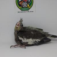 Gambar baby falk lolohan dari RR PARROTS undefined 4 Tokopedia