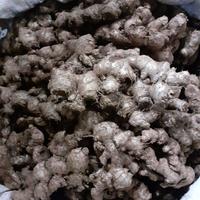 Gambar Jahe Putih / Jahe Emprit 1kg dari Pakkatstore Online 2 undefined 1 Tokopedia
