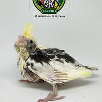 Gambar baby falk lolohan dari RR PARROTS undefined 1 Tokopedia