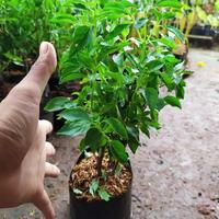 Gambar pohon kemangi dari JamilTaman undefined 2 Tokopedia