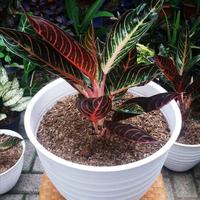 Gambar tanaman hias aglonema red sumatra / pride of sumatra - XL dari rulliputra undefined 1 Tokopedia