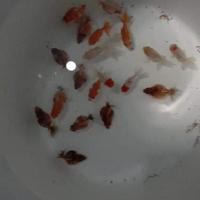 Gambar ikan koki anakan berkualitas dari KingKong Vaporizer undefined 2 Tokopedia