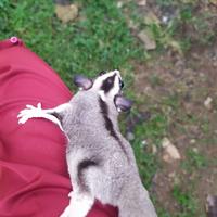 Gambar sugar glider dari mars pet planet shop purwokerto undefined 2 Tokopedia