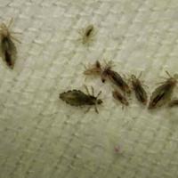 Gambar kutu rambut obat penyakit liver per ekor dari Riyadi mart undefined 1 Tokopedia