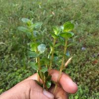 Gambar rotalla bsd aquascape dari Saung Aquaticplant Shop undefined 2 Tokopedia