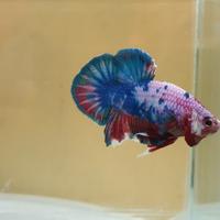 Gambar ikan cupang multicolor dari jbibetta undefined 2 Tokopedia