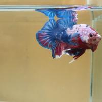 Gambar ikan cupang multicolor dari jbibetta undefined 1 Tokopedia