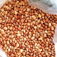 Gambar KACANG TOLO SUPER / KACANG TUNGGAK / CHAK THEW dari TUNASJAYASEMBAKO undefined 1 Tokopedia