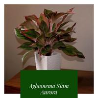 Gambar Aglonema siam aurora dari Asiahouse undefined 1 Tokopedia