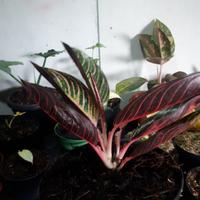 Gambar tanaman hias aglonema red sumatra / pride of sumatra - XL dari rulliputra undefined 5 Tokopedia