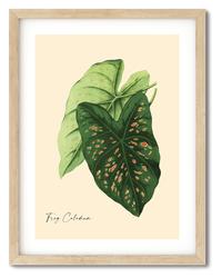Gambar Wall Art Frog Caladium dari Urban Botanica undefined 1 Tokopedia