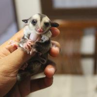 Gambar Sugar Glider Joey Classic Grey dari Animal Onshop Care id undefined 1 Tokopedia