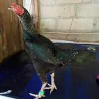 Gambar Ayam indukan Birma Bangkok Sisik Ubed dari SriPadiFarm undefined 1 Tokopedia