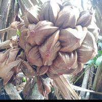 Gambar Buah Dahon Tua Fresh 1 Kg / Buah Nipah dari DUTANIAGA DIGITAL undefined 1 Tokopedia