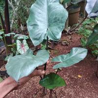 Gambar tanaman hias keladi hitam sente dari jay flora undefined 1 Tokopedia