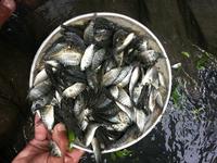 Gambar Benih Ikan Nila dari Bungapadma Fish undefined 1 Tokopedia