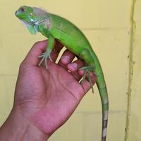 Gambar green iguana colombia Whiteface iguana hijau grade A dari Hobi Surabaya_NEW undefined 2 Tokopedia