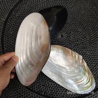 Gambar mangkok kerang kopang resin 22cm premium dari Kalyana Bali Craft undefined 3 Tokopedia