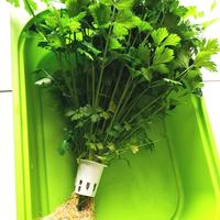 Gambar Seledri Hidroponik, rata2 150grm/pot dari sayurfreshharvest undefined 1 Tokopedia