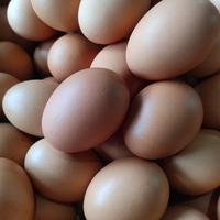 Gambar telur ayam negeri - Kecil dari mitrapanganjayaindonesia undefined 4 Tokopedia
