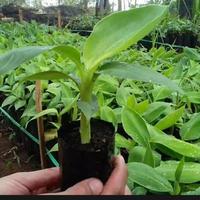 Gambar Bibit Pisang Cavendish dari JuraganTaniJo undefined 3 Tokopedia