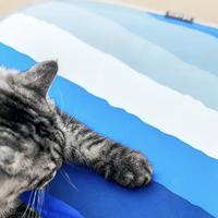 Gambar PETKIT Pura X Cooling Mat dari Petmart Indonesia undefined 4 Tokopedia
