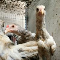 Gambar ayam KUB murni umur 5 bulan dari hewanhias16 undefined 1 Tokopedia