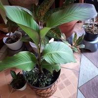 Gambar TANAMAN UMBI GANYONG-UMBI GANYONG KAMPUNG dari Ross taman undefined 1 Tokopedia