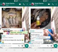 Gambar Essen Ikan Mas Kilo Gebrus Anti Boncos dari MuktiStore90 undefined 3 Tokopedia
