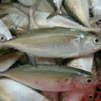 Gambar Ikan Kembung segar (1kg) dari Pasar Blimbing Malang undefined 2 Tokopedia
