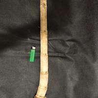 Gambar BAMBU BUNTET BUTA TUMPANG SARI TIDAK BERLUBANG BERAKAR GARANSI ASLI dari HAKARA-tools undefined 3 Tokopedia