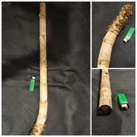 Gambar BAMBU BUNTET BUTA TUMPANG SARI TIDAK BERLUBANG BERAKAR GARANSI ASLI dari HAKARA-tools undefined 2 Tokopedia