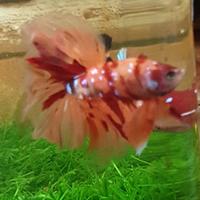 Gambar ikan cupang halfmoon male import asli dari BETTA71 undefined 1 Tokopedia