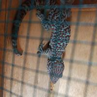 Gambar Tokek ukuran 40cm dari Bayu Reptil undefined 1 Tokopedia