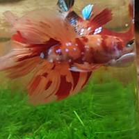 Gambar ikan cupang halfmoon male import asli dari BETTA71 undefined 2 Tokopedia