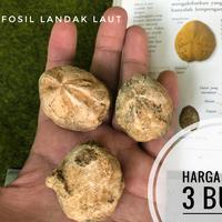 Gambar Fosil Keong atau Fosil Awar Awar atau Fosil Kerang atau Fosil Temuan dari Kebun Fosil undefined 1 Tokopedia