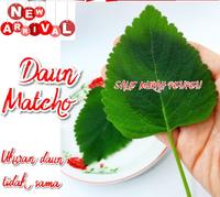 Gambar Daun Matcho Macho - Tanaman untuk Menolak Bala dan Membuang Sial Harga Per Lembar Tanaman dari DAVIDTRI undefined 1 Tokopedia