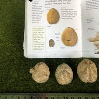 Gambar Fosil Keong atau Fosil Awar Awar atau Fosil Kerang atau Fosil Temuan dari Kebun Fosil undefined 3 Tokopedia