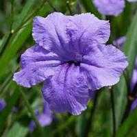 Gambar pohon kencana ungu dari Sahril flora undefined 1 Tokopedia