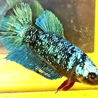 Gambar Ikan Cupang Avatar Gordon Metalik #22 dari TB.Baringin Rantauprapat undefined 1 Tokopedia
