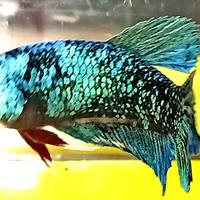 Gambar Ikan Cupang Avatar Gordon Metalik #22 dari TB.Baringin Rantauprapat undefined 3 Tokopedia
