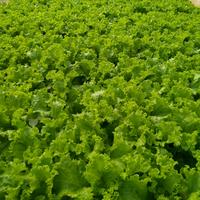 Gambar Nutrisi AB Mix Cair Spesial Premium Pekatan 500 ML Sayur Daun dari Tepi Danau Farm undefined 3 Tokopedia
