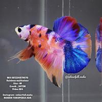 Gambar ikan cupang rainbow multicolour dari Colourfull_maha undefined 1 Tokopedia