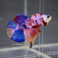 Gambar ikan cupang rainbow multicolour dari Colourfull_maha undefined 4 Tokopedia